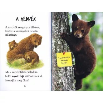 Olvass velünk! (1) - A medvék világa