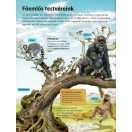 Az emberiség története - A kezdetek