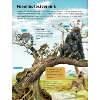 Az emberiség története - A kezdetek