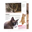 Legjobb barátunk, a macska