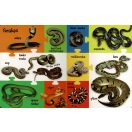My First 100 Words - Wild Animals