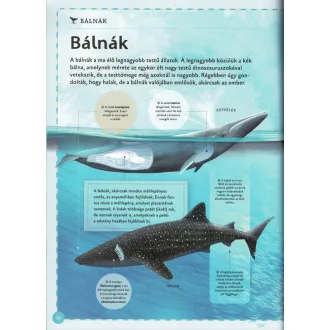Varázslatos útmutató a bálnákhoz