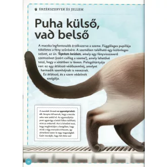 Varázslatos útmutató a macskákhoz