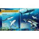 Nézd meg belülről - Cápák