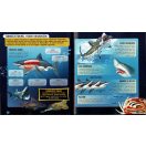 Nézd meg belülről - Cápák