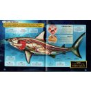 Nézd meg belülről - Cápák